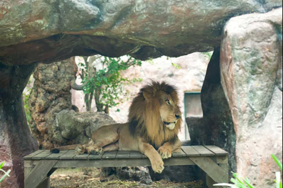 Studying a lion at the zoo is not the same as studying them in the wild.